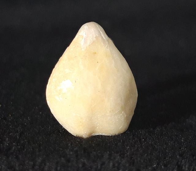 Zeilleria moisseievi DAGYS 1963 - Bild &copy; FossNet FossilienStore